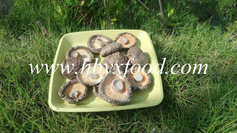 Nutritious Food Smooth Shiitake Mushroom From 2016 Newly Crop