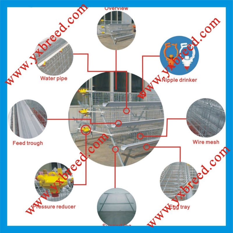 Chicken Cage /Chicken Egg Layer Cages (A4L120)