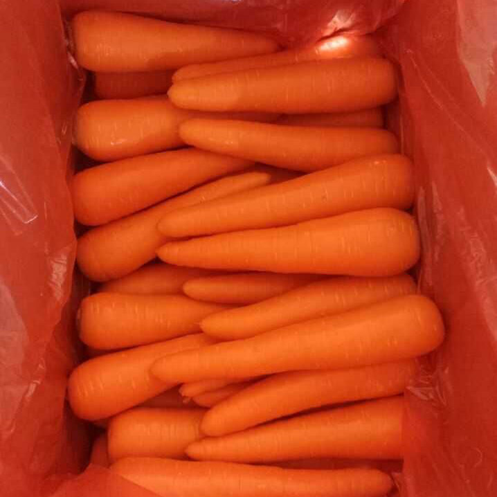 2016 New Crop Fresh Carrot (S grade and M grade)