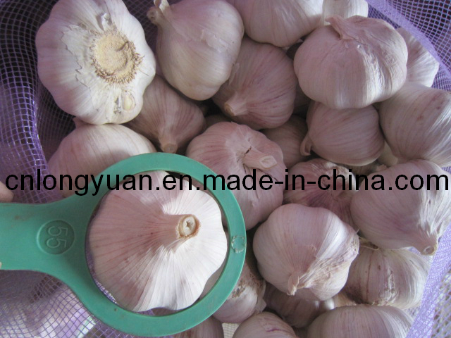 Fresh Garlic From Factory in Jinxiang