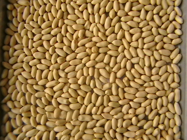 New Crop Chinese Blanched Peanut Kernels