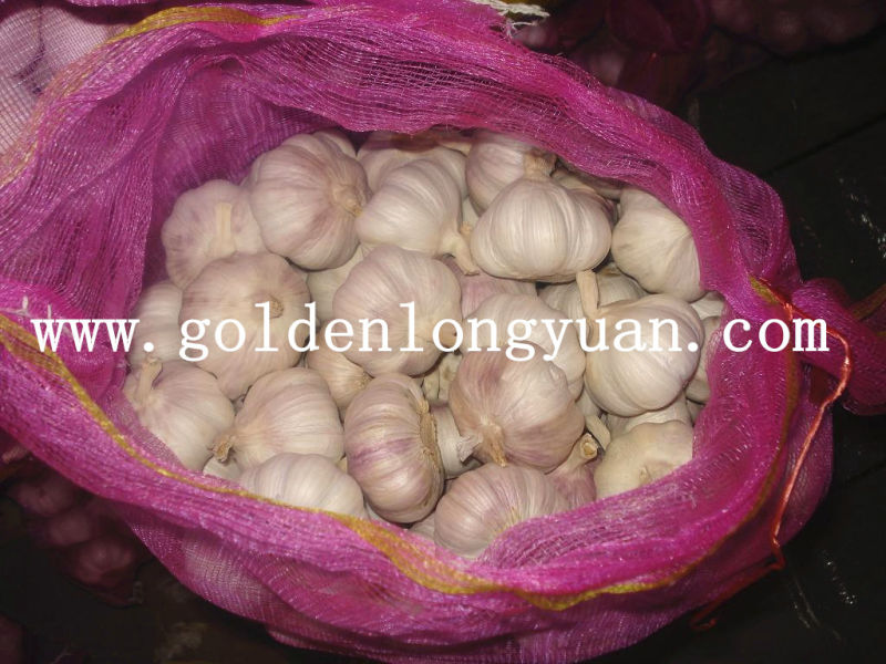 Purple Skin Normal White Garlic