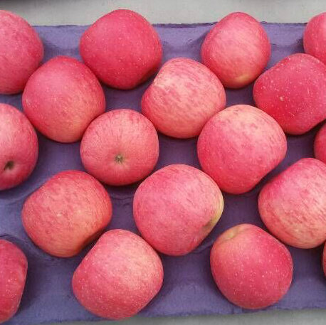 New Crop High Quality Fresh FUJI Apple