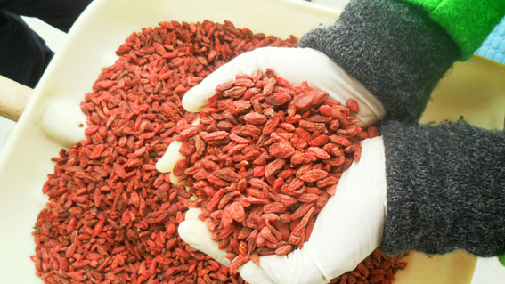 2016 Harvest Dried Goji Berry/Wholesale Goji Berry