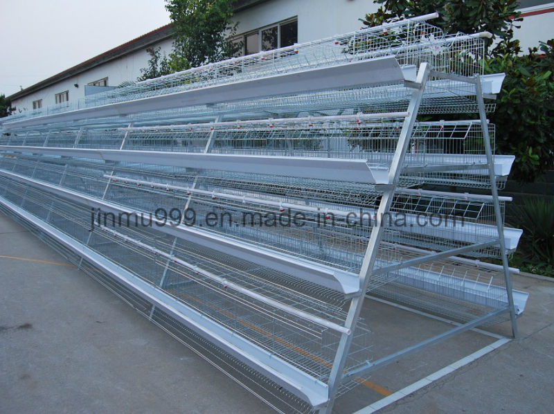 Automatic Chicken Cage Henhouse Poultry Equipment