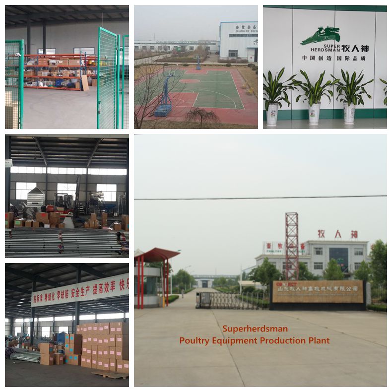 Qingdao Superherdsman Steel Structure Poultry Farm Construction