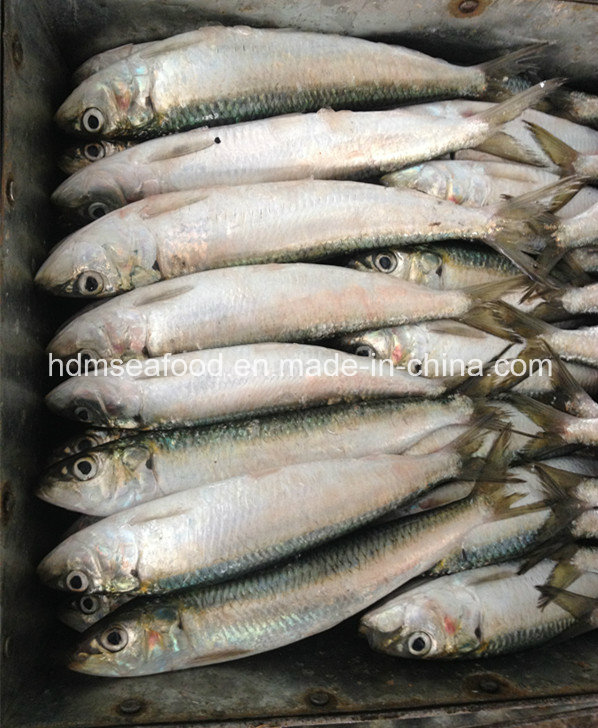 Fresh W/R Frozen Sardine Fish for Bait