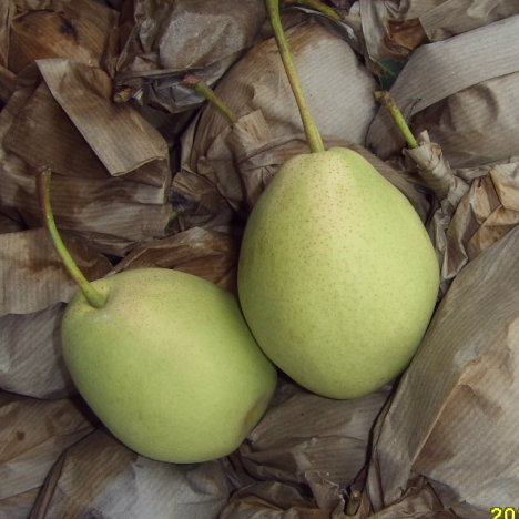 Golden Supplier of Fresh Shandong Pear