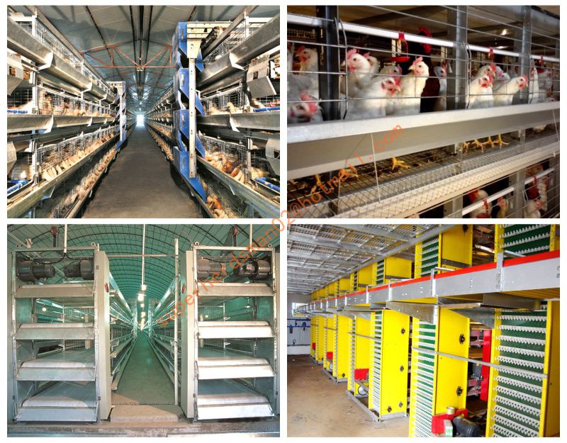 Automatic Poultry Cage Equipment for Broiler House