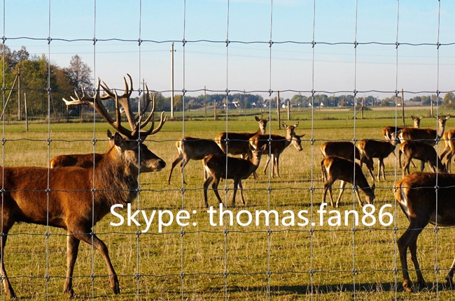 Fixed Knot Deer Fence / Grassland Wire Fencing / Livestock Netting