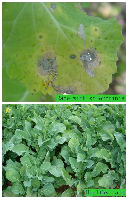 Kresoxim-Methyl+Boscalid Specific Control of Powdery Mildew Broad Spectrum