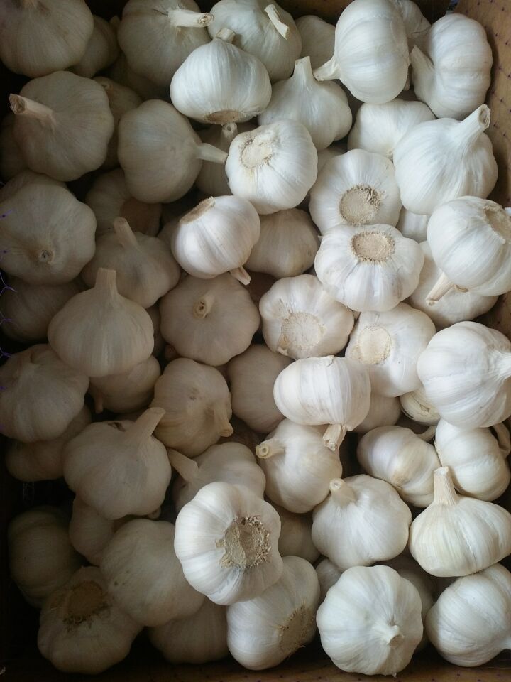 Golden Supplier of Pure White Garlic in 10kg Carton