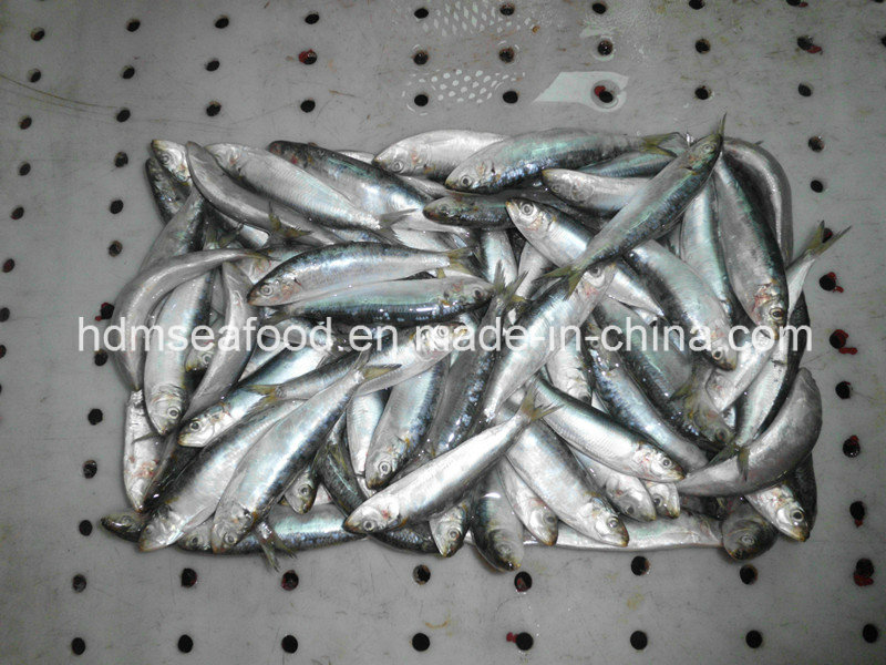 Sardine Fish for Canned