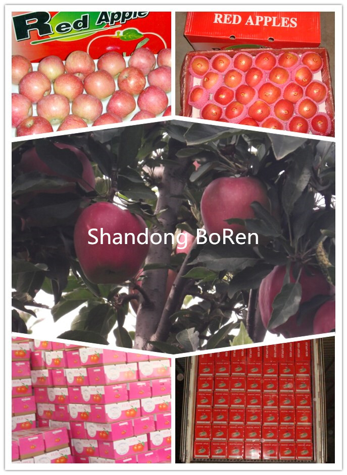 Red Delicious Apple / Fresh Huaniu Apple