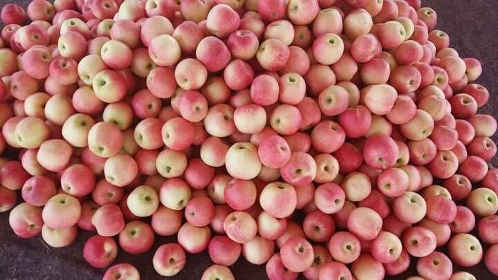 2016 New Crop Fresh Red Gala Apple