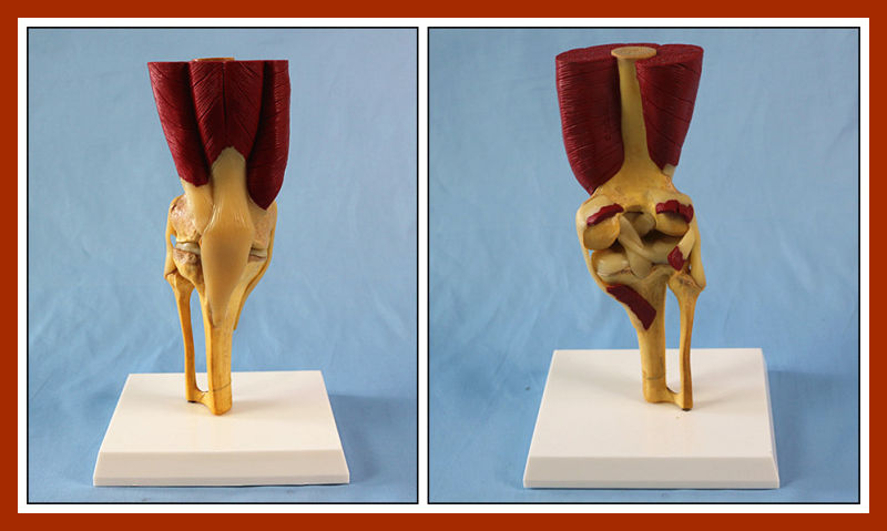 Desk Type Model Human Knee Joint Model with Muscles and Ligaments