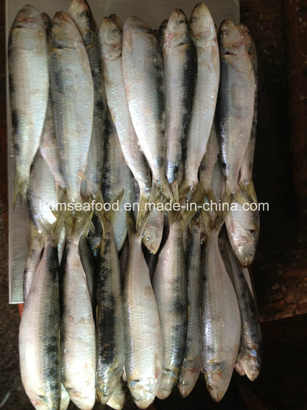 W/R Fresh Frozen Seafood Sardine Fish