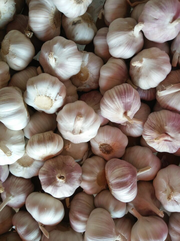 New Crop Fresh Garlic (4.5cm, 5.0cm, 5.5cm, 6.0cm)