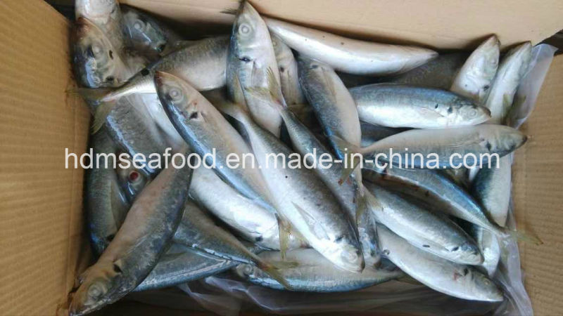 New Landing 100-200g Horse Mackerel Fish