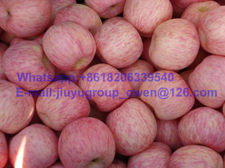 New Crop FUJI Apple