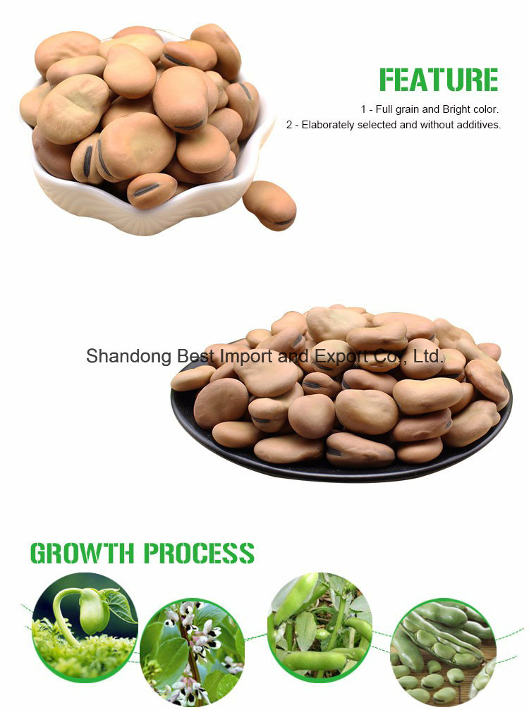Dry Broad Beans / Fava Beans