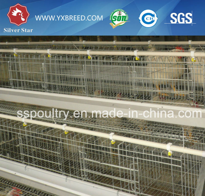 Chicken Farming Equipment for Chicken Layers