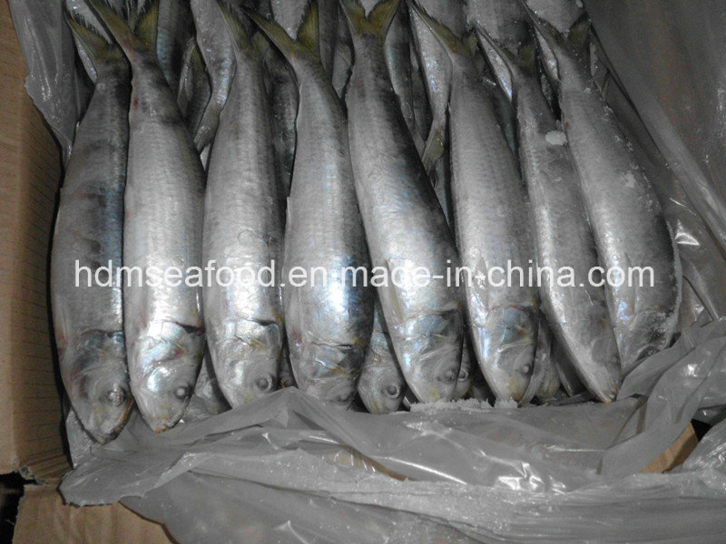 Frozen Sardine Bait Seafood Fish