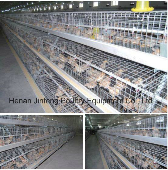 a-Type Pullet Cage System