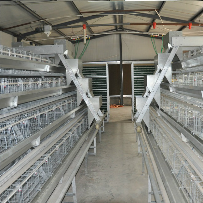 A Frame Battery Cage for Layer Farm