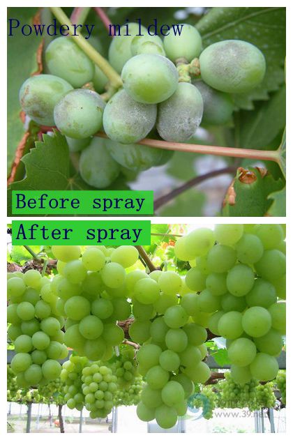 Kresoxim-Methyl+Boscalid Specific Control of Powdery Mildew Broad Spectrum