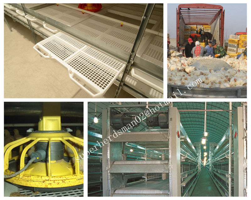 Automatic Poultry Cage for Broiler Chicken