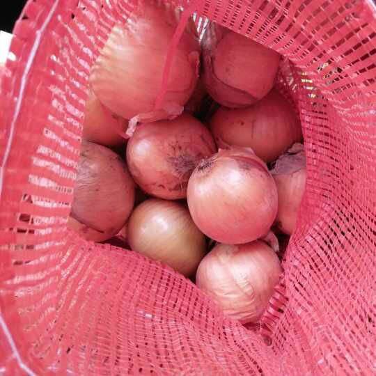 Good Quality of Chinese Fresh Yellow Onion (5-7cm)