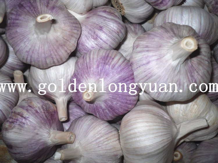 New Harvest Fresh Garlic From Jinxiang Area