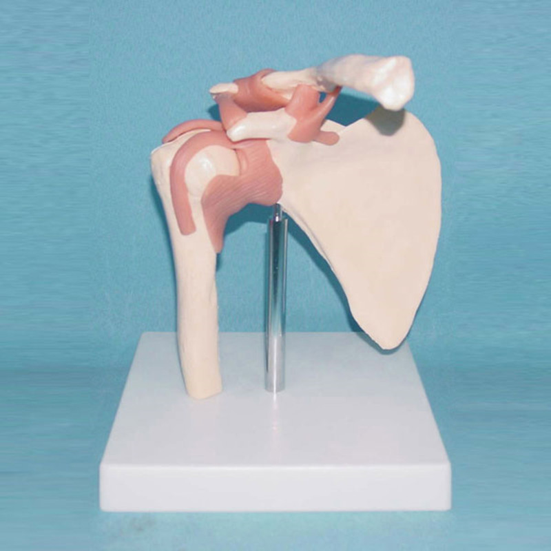 The Natural Human Shoulder Joint Anatomical Medical Model (R020913)