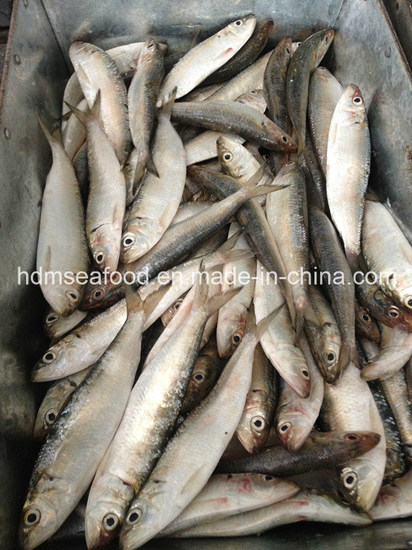 Fresh Frozen Sardine Canned for Raw Material