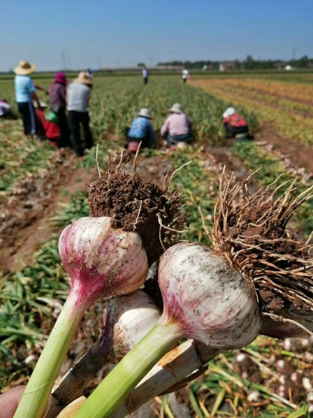 Fresh Red / Normal White Garlic high quality