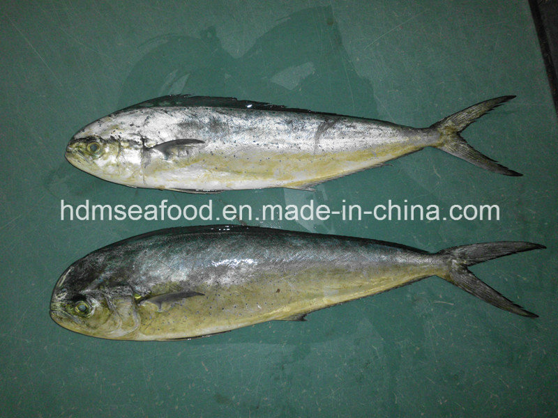 Mahi-Mahi (Coryphaena hippurus)