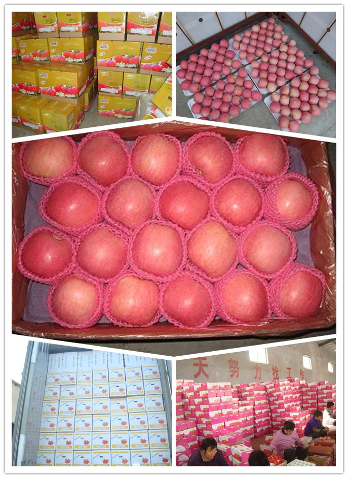 China Fresh Red Delicious Apples