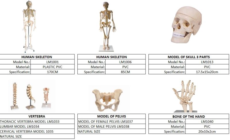 Teaching Model Fake Human Skeleton, Human Skull