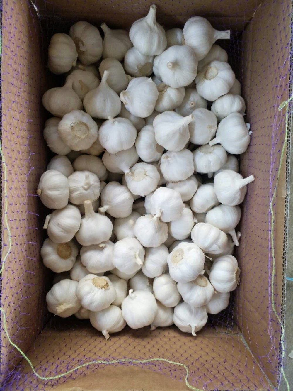 New crop fresh natural normal white garlic