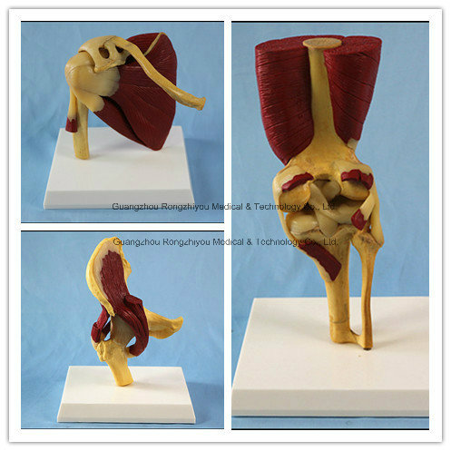 Elbow Hip Shoulder Joint with Functional Muscles Anatomical Model