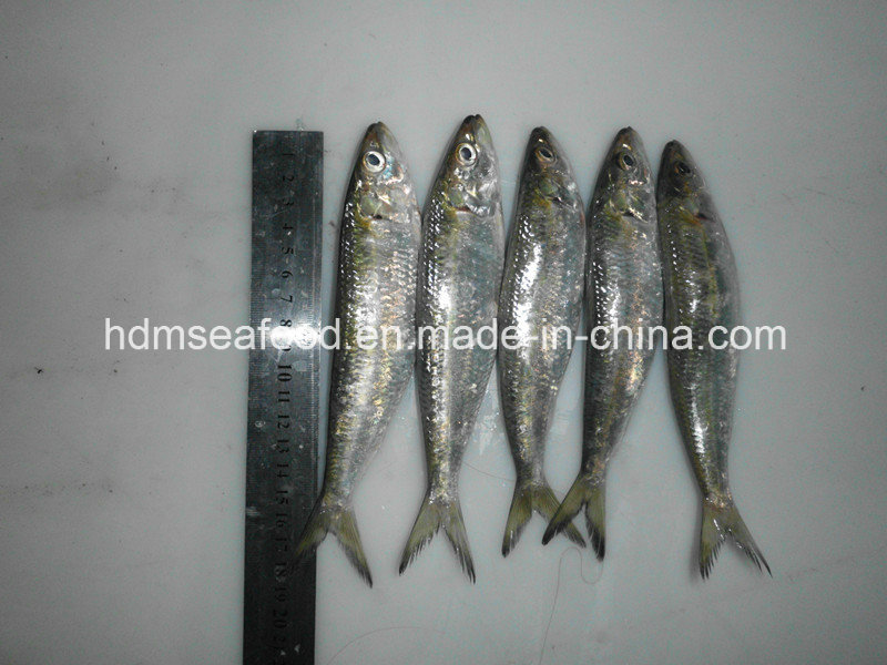 High Quality Fish Small Size Frozen Sardine for Bait (Sardinella aurita)