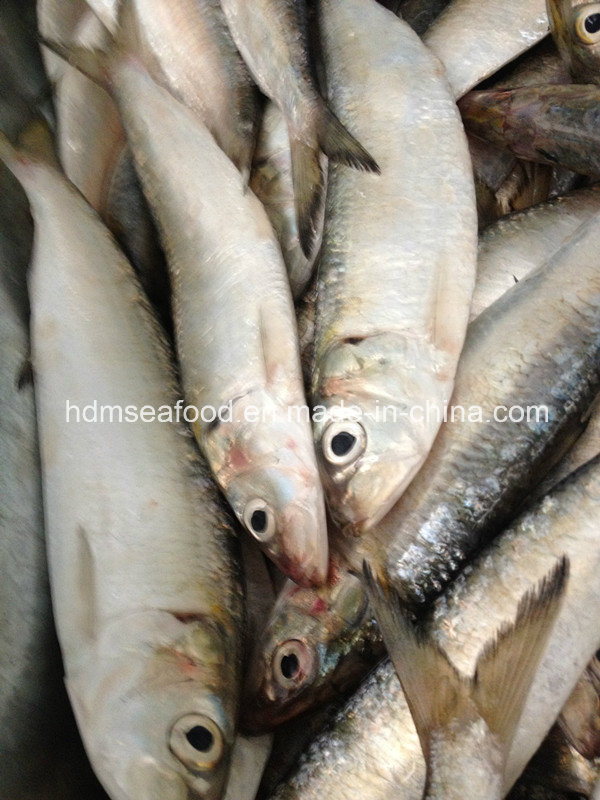 Fresh Frozen Sardine Canned for Raw Material