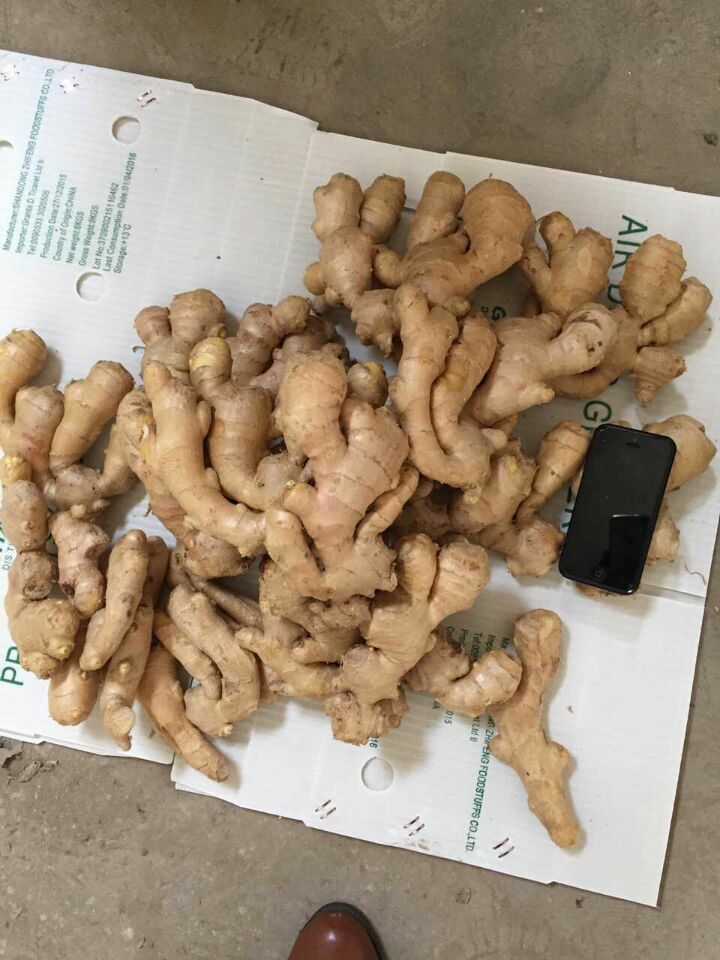 Shandong Factory Yellow Ginger