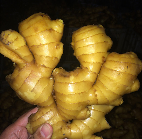 Anqiu High Quality Ginger for Middle East