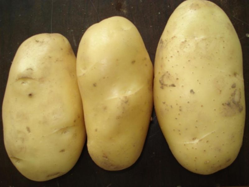 2015new Crop Good Delicious Potato (200g and up)