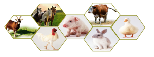 Fumaric Acid Feed Additive Powder Animal Nutrition