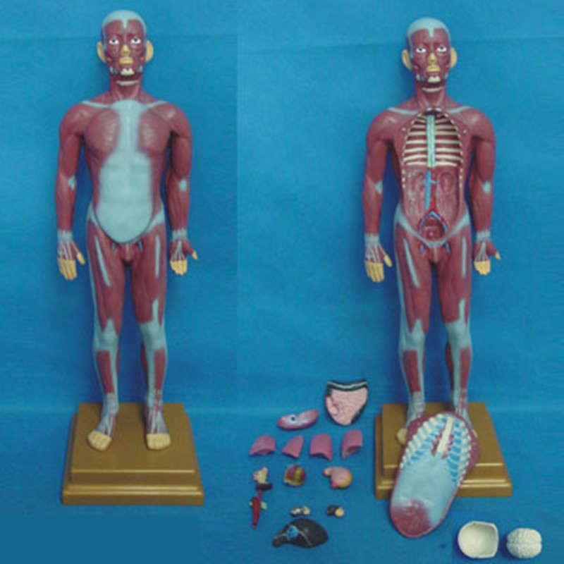 85cm Medical Musclar Torso Anatomy Human Body Model