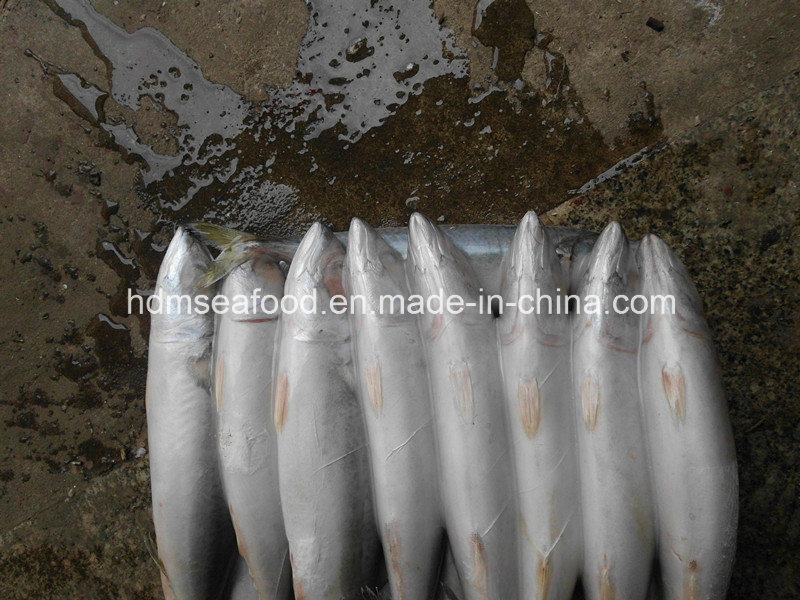 Good Quality Frozen Pacific Mackerel Fish