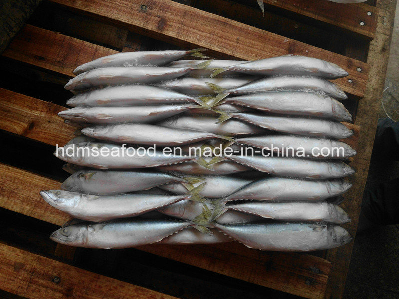 Frozen Mackerel for Tuna Bait (Scomber japonicus)